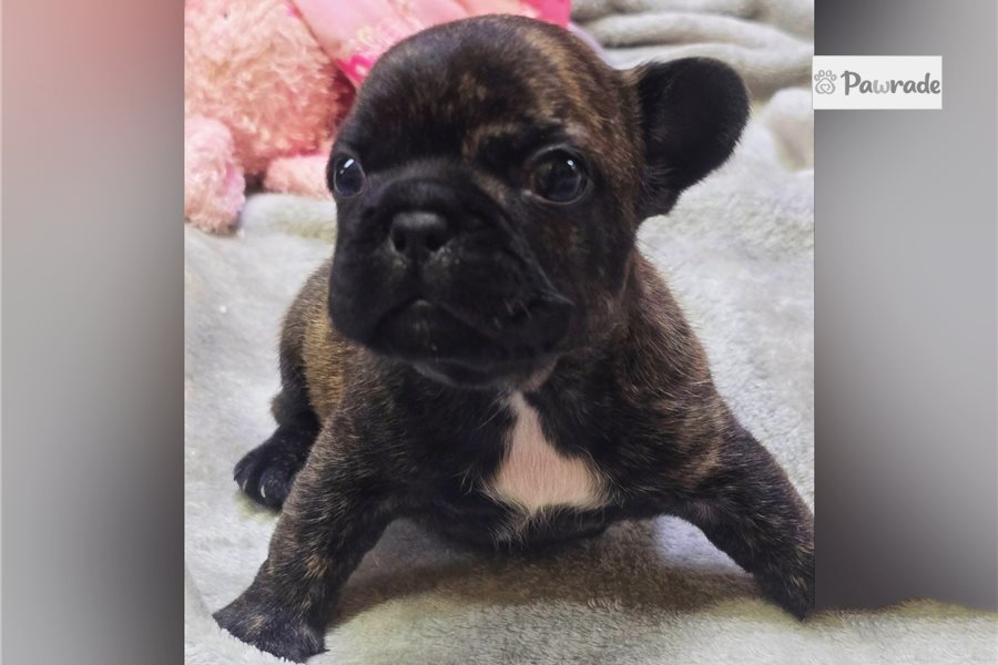 Simona - French Bulldog for sale