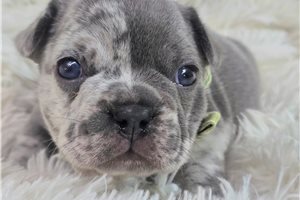 Dargo - French Bulldog for sale