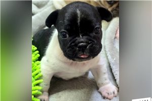 Sunny - French Bulldog for sale