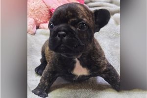 Simona - French Bulldog for sale