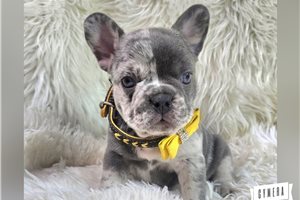 Dargo - French Bulldog for sale