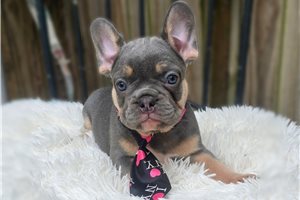 Dusty - French Bulldog for sale