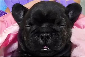 Serena - puppy for sale