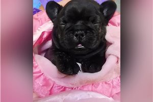 Serena - French Bulldog for sale