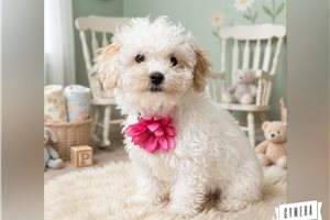 Cecelia - Havapoo for sale