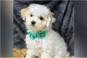 Cecelia - Havapoo for sale