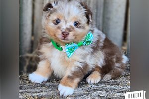 Rigby - Pomeranian for sale