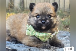 Ridgewell - Pomeranian for sale