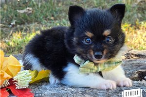 Petey - Pomeranian for sale