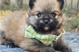 Ridgewell - puppy for sale