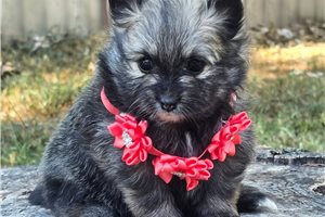 Rolla - puppy for sale