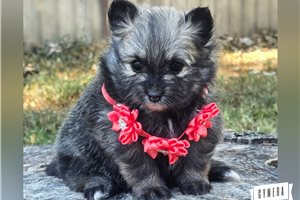 Rolla - Pomeranian for sale