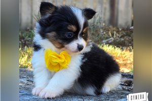 Perdita - puppy for sale