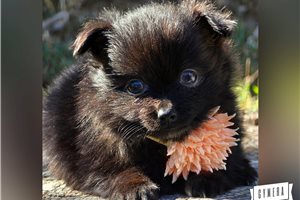 Perla - puppy for sale