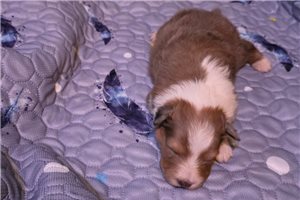 Amelia - Shetland Sheepdog - Sheltie for sale