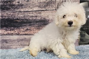 Susie Q - Bichon Frise for sale