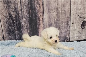 Rory - puppy for sale