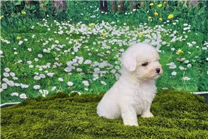 Ryan - Bichon Frise for sale