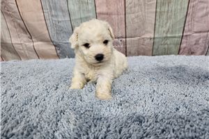 Tobias - Bichon Frise for sale