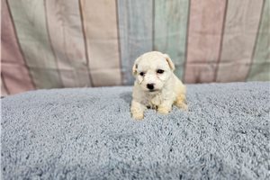 Nora - Bichon Frise for sale