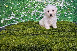 Victor - Bichon Frise for sale