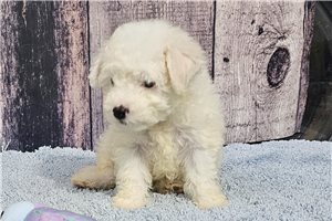 Piper - puppy for sale