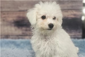 Freddie - puppy for sale
