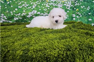 Tobias - Bichon Frise for sale
