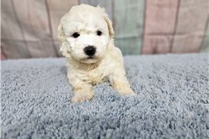 Mia - Bichon Frise for sale