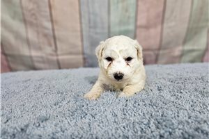 Victor - Bichon Frise for sale