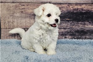 Ollie - puppy for sale