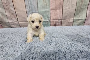 Ryan - Bichon Frise for sale