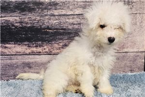 Snowy - Bichon Frise for sale