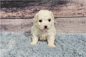 Charlie - puppy for sale