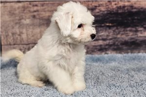 Snowy - puppy for sale