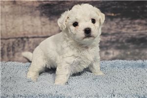 Lois - puppy for sale