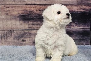 Walter - puppy for sale