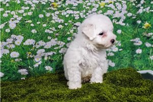 Julie - Bichon Frise for sale