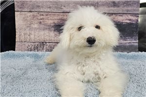 Bentley - Bichon Frise for sale