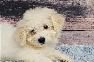 Ethan - Bichon Frise for sale