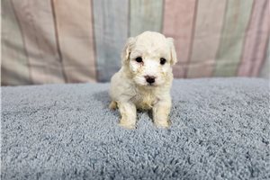 Julie - Bichon Frise for sale