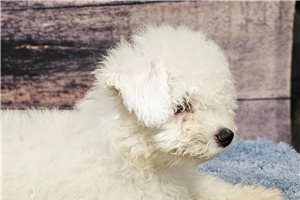 Bailey - Bichon Frise for sale