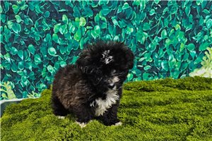 Oscar - Havanese for sale