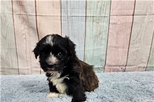 Oscar - Havanese for sale