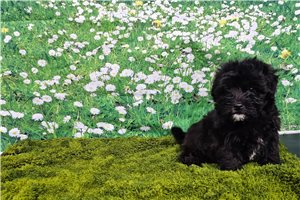 Luca - Havanese for sale