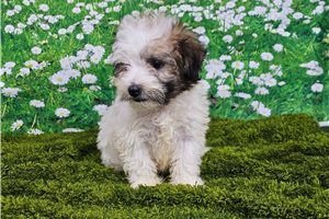 Finn - Havanese for sale