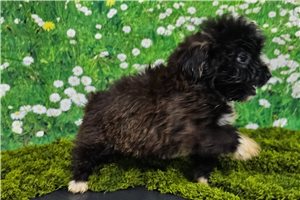 Oscar - Havanese for sale