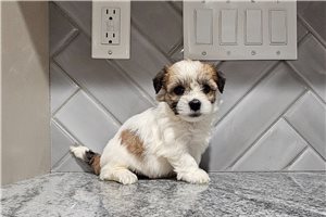 Nicky - Havanese for sale