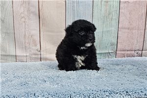 Carl - puppy for sale