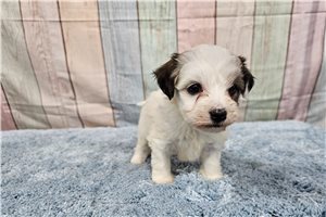 Evie - puppy for sale